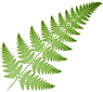 fractal fern