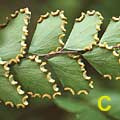 photo C - pinna edge spores