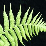 cyathea frond