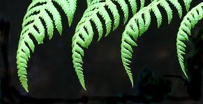 Cyathea pinnae