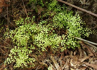 Adiantum aethiopicum