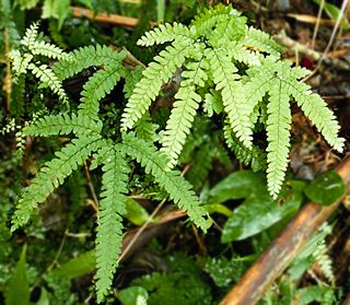 Adiantum hispidulum