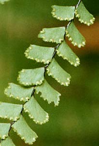 A hispidulum spores