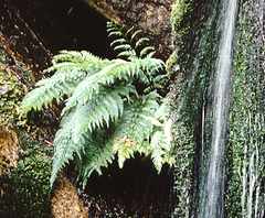 growing in a waterfall