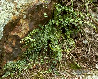 Necklace fern among the rocks