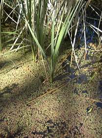 A. filiculoides among lake reeds