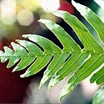frond detail