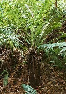 old plant showing trunk