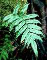 frond