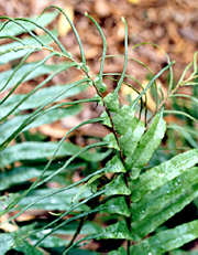 fertile frond