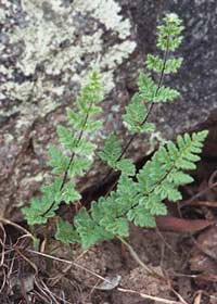 Cheilanthes distans