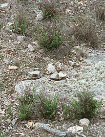 Cheilanthes savannah