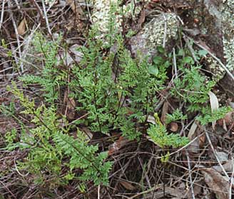 Cheilanthes sieberi