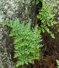 Cheilanthes austrotenuifolia