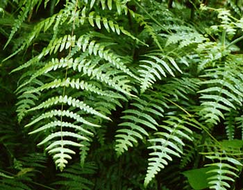 clustered fronds