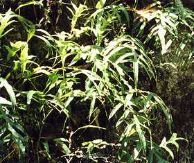 habit