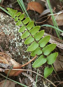 young frond