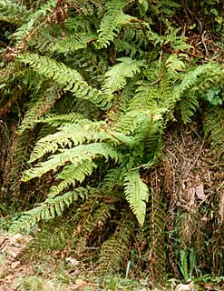 Polystichum proliferum