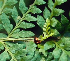 proliferous bud growing on frond