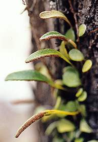 habit