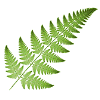 Little fern GIF