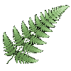 fractal fern GIF