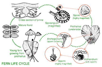 fern life cycle