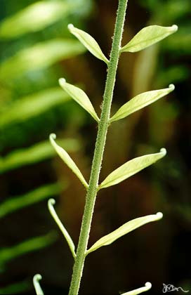 young Basket Fern frond