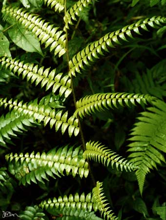 Young frond near rainforest