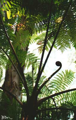 Cyathea with unfurling crosier