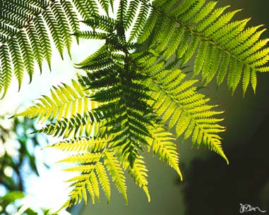 Cyathea fronds in sunlight