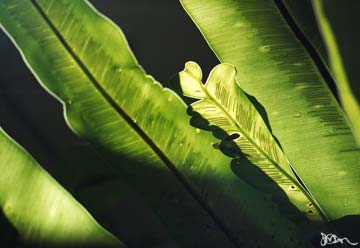 Birdsnest Fern in sunlight