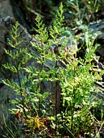 Cheilanthes austrotenuifolia, dry country